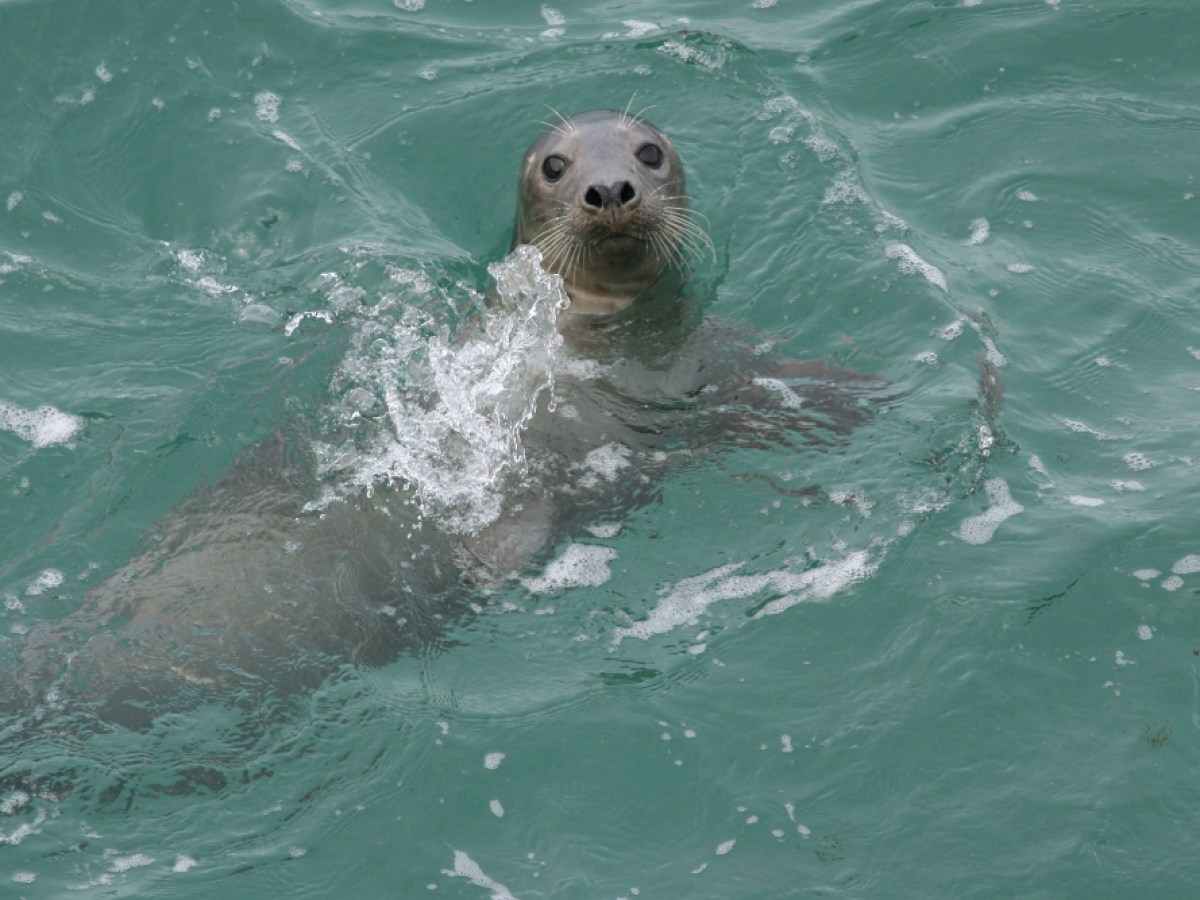 a seal is swimming in the water