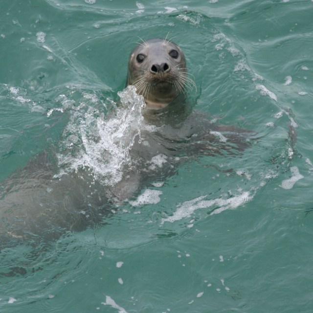 a seal is swimming in the water