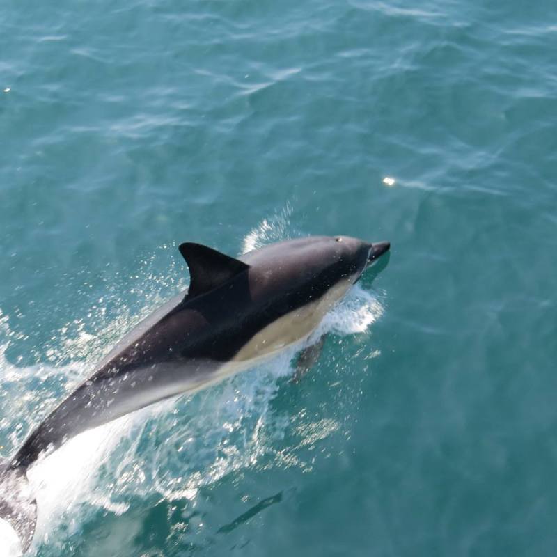Dolphin Watching Kerry