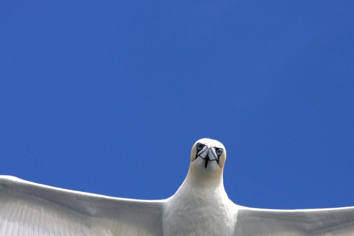 a bird flying in the sky