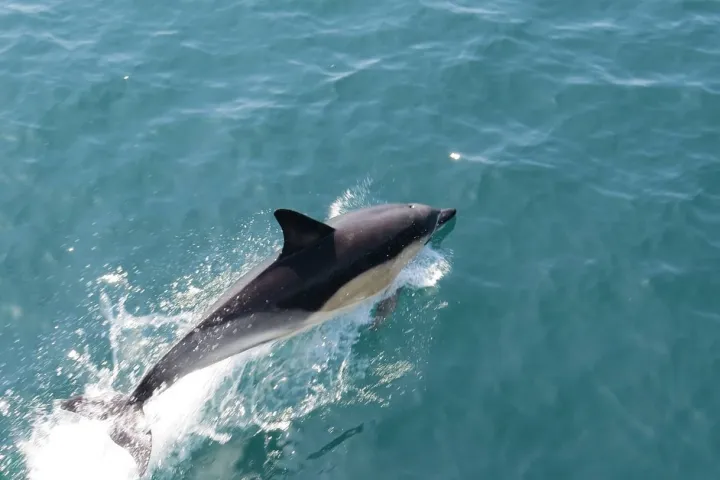 a dolphin swimming in the water