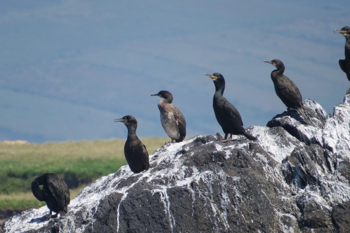 a flock of birds standing on a rock