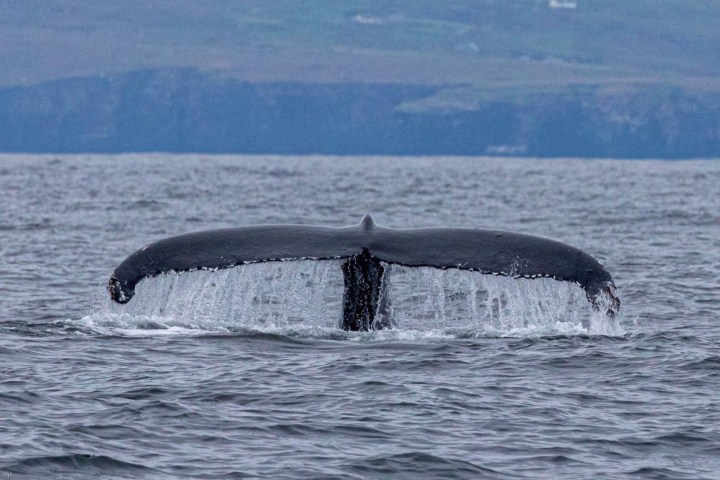 Whale Watching Dingle Ireland