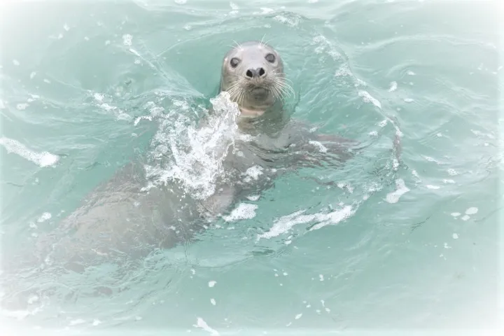 a bear is swimming in the water