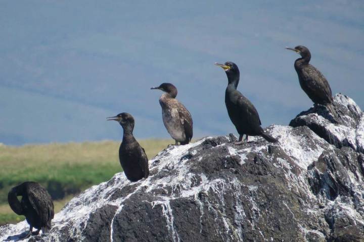 a flock of shags standing on a rock