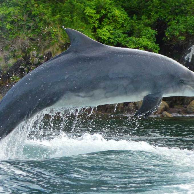 Dolphin Watching Kerry