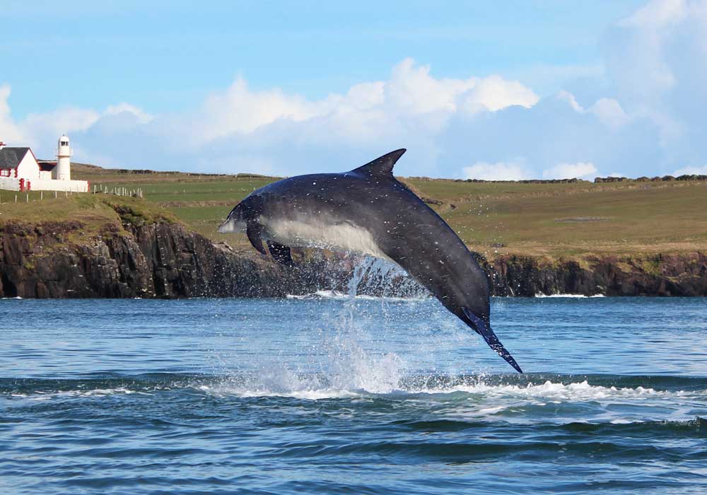 Dolphin Watching Kerry