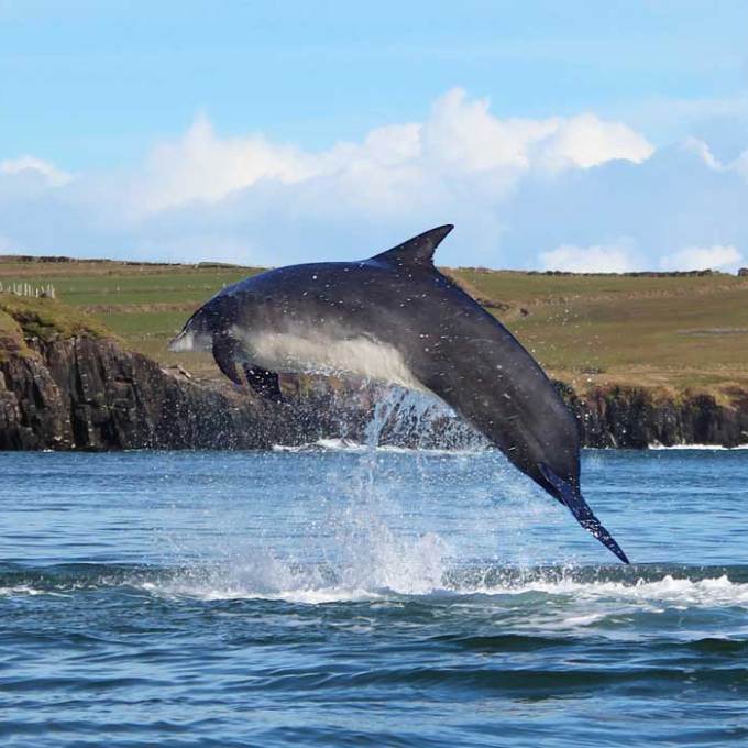 Dolphin Watching Kerry