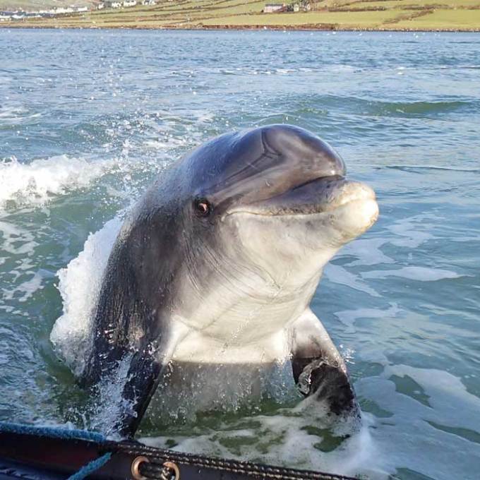 Dolphin Watching Kerry