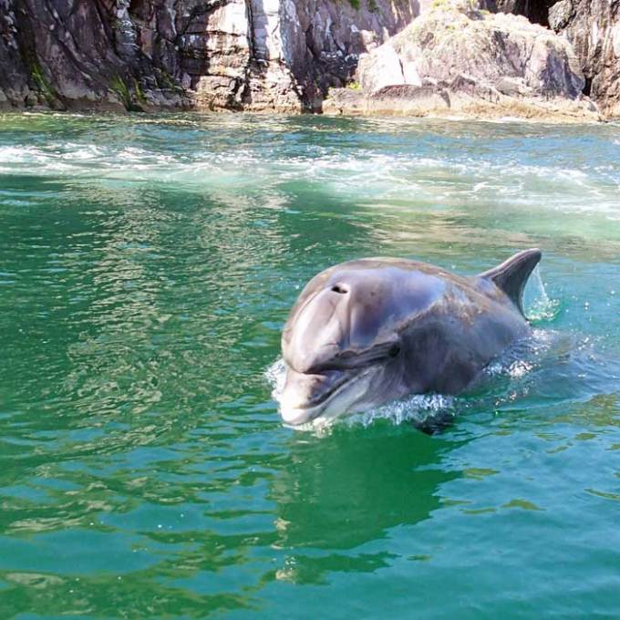 Dolphin Watching Kerry