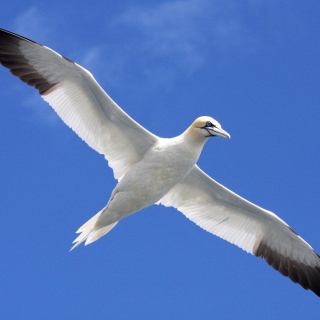 a bird flying in the air