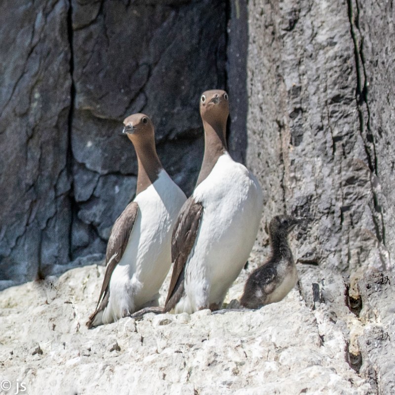 a penguin standing on a rock