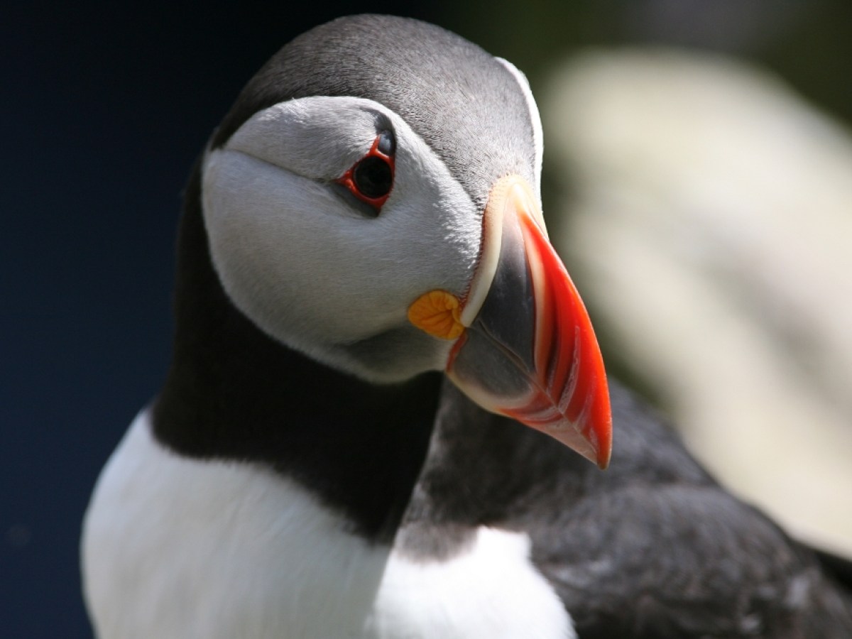 a close up of a bird