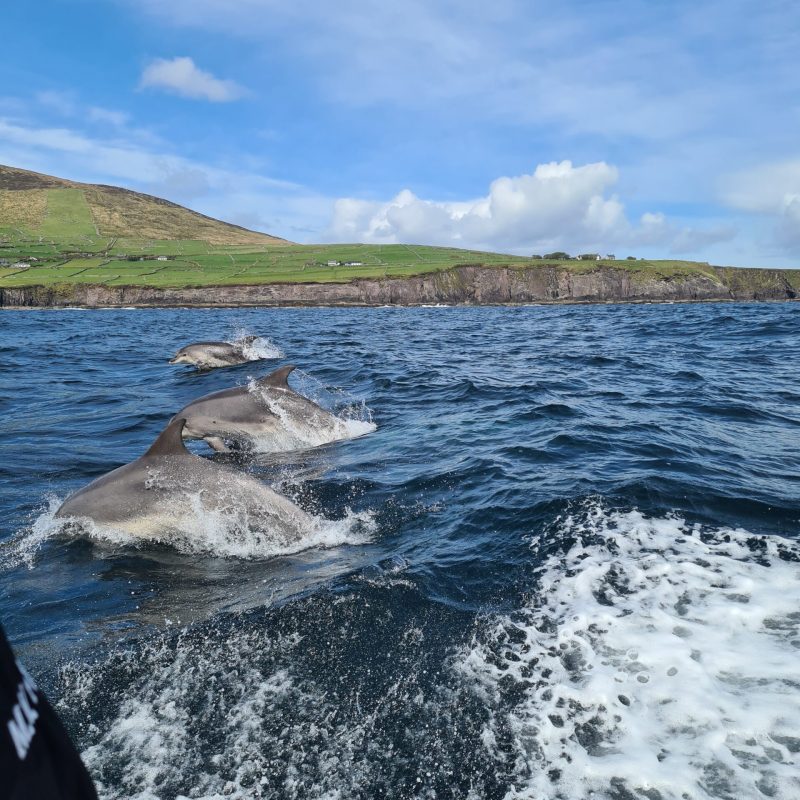Dolphin Watching Kerry
