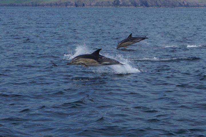 Dolphin Watching Kerry