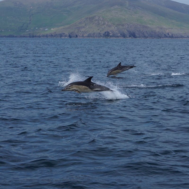 Dolphin Watching Kerry
