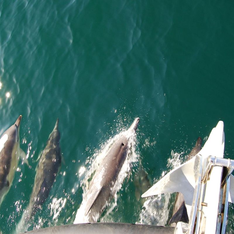 Dolphin Watching Kerry