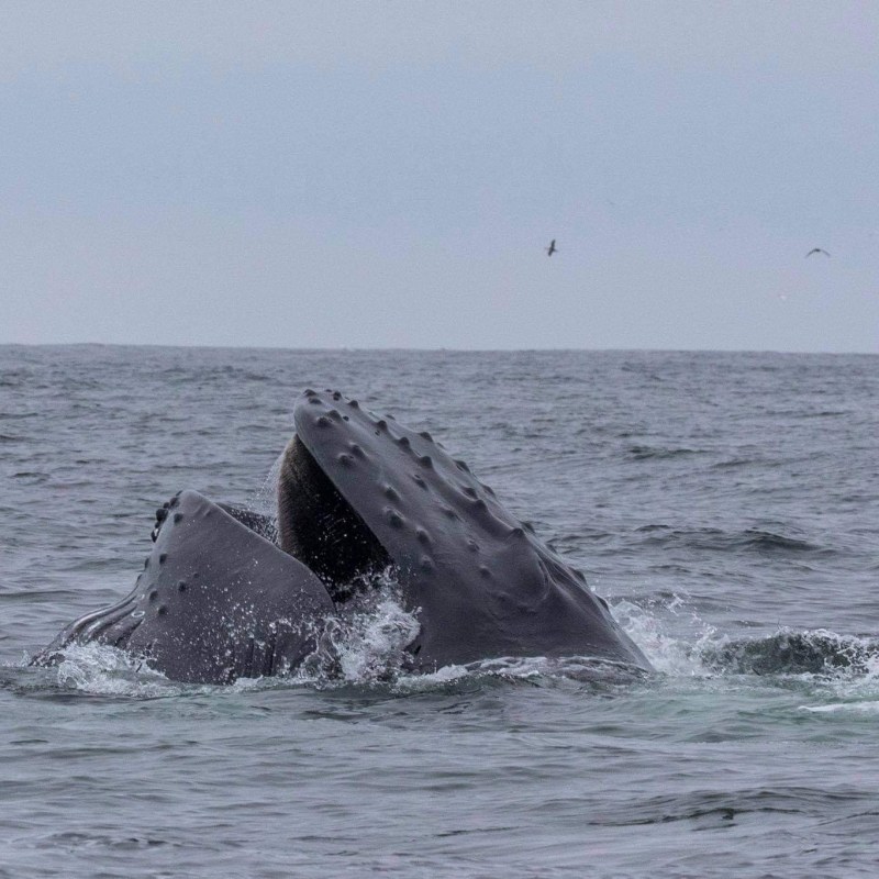 Whale Watching Dingle Ireland