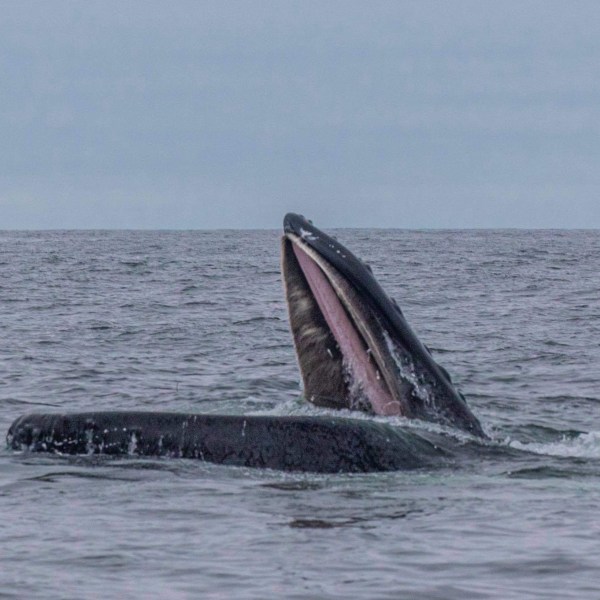 Dolphin and Whale Watching Dingle