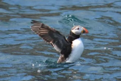 a bird swimming in water