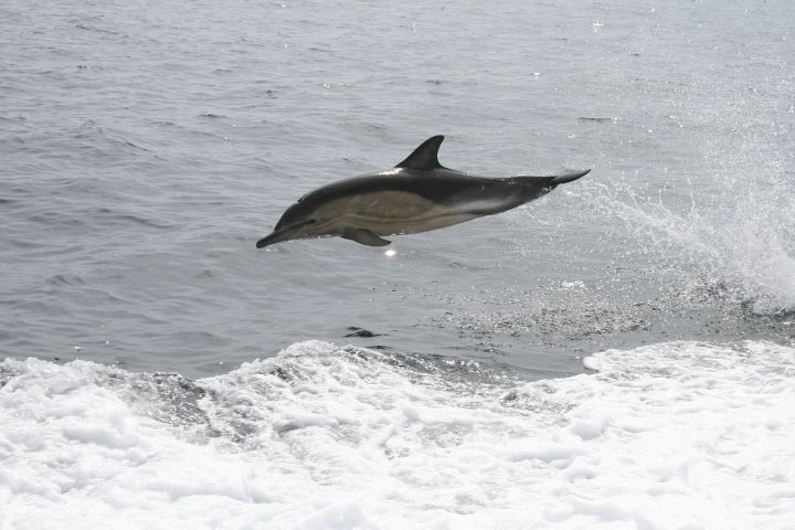 a bird flying over a body of water