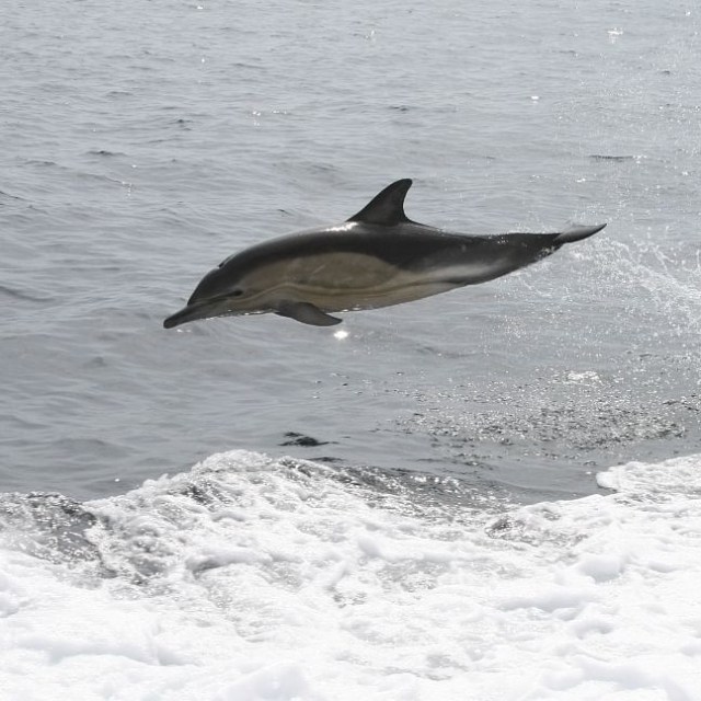 a bird flying over a body of water