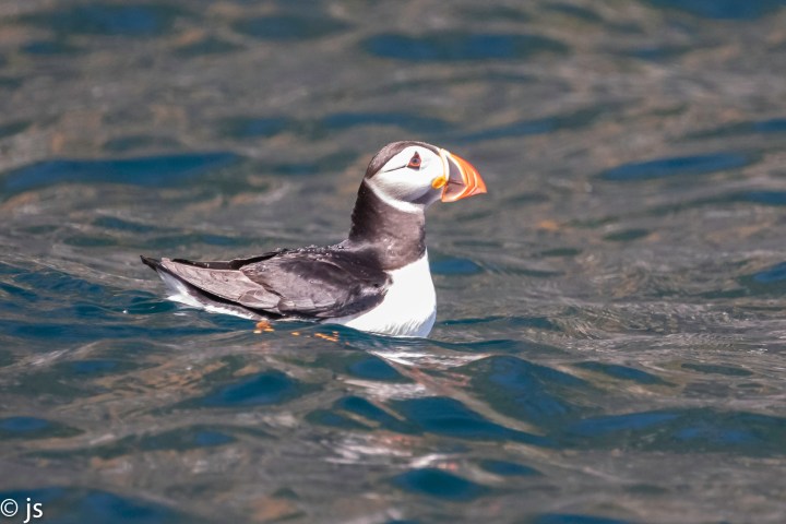 a bird swimming in water