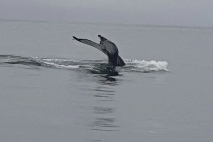 an animal swimming in the water