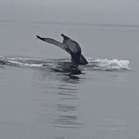 an animal swimming in the water