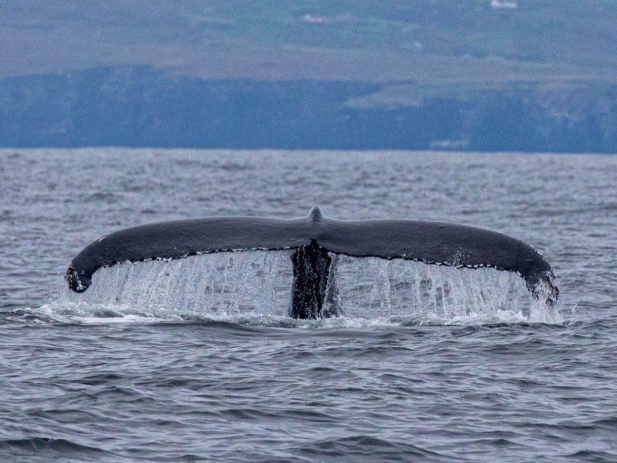 a whale jumping out of a body of water