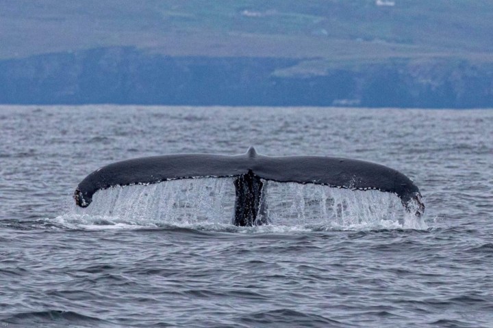 a whale jumping out of a body of water