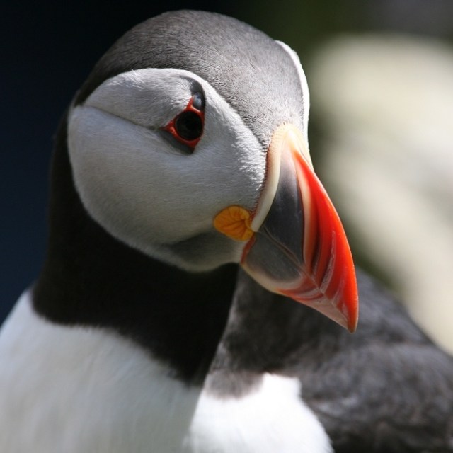 a close up of a bird