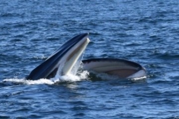 a whale jumping out of the water