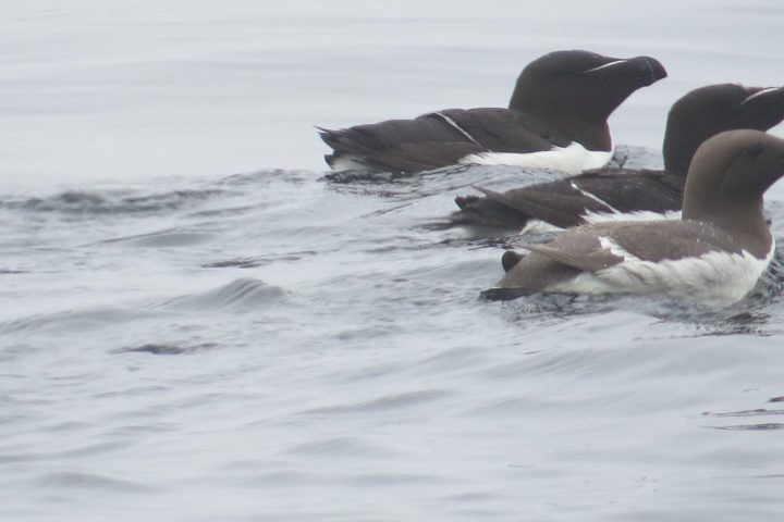 a flock of seagulls are swimming in a body of water