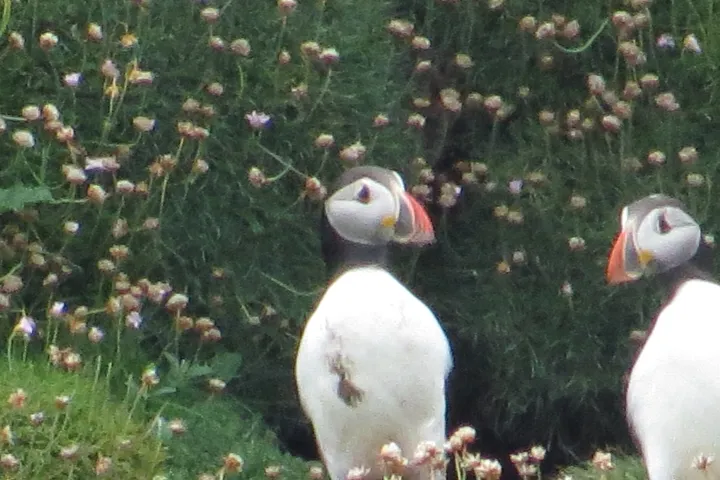 a flock of birds sitting on top of a grass covered field