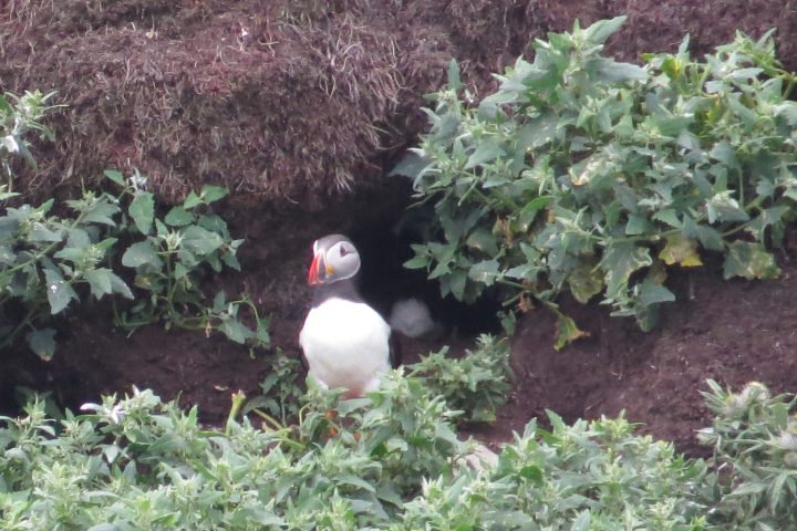 a bird sitting in a garden