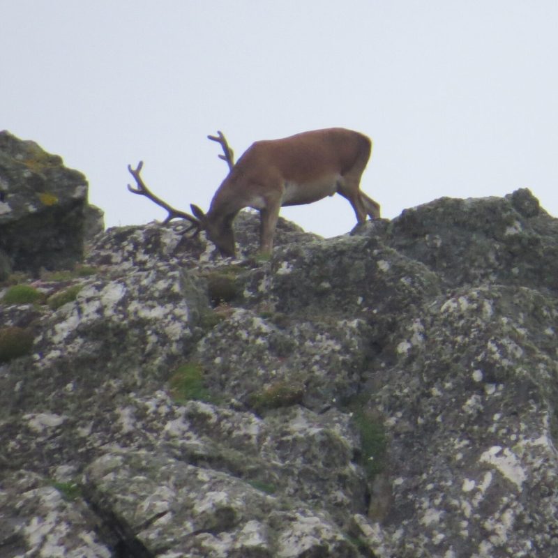 an animal standing on a rocky hill