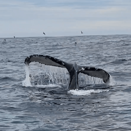 a whale jumping out of the water