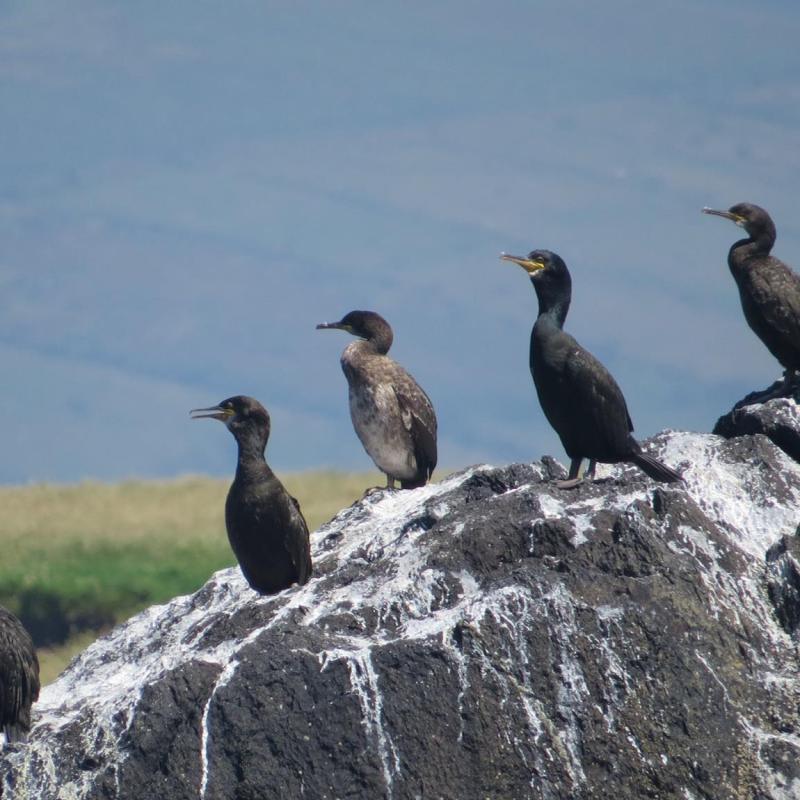 a bird standing on a rock