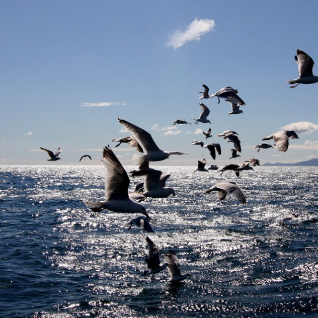 a flock of seagulls flying over a body of water