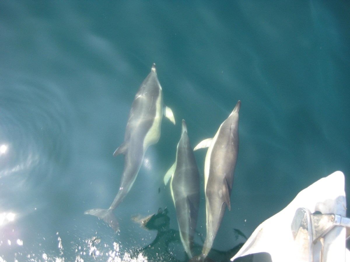 a dolphin jumping out of the water