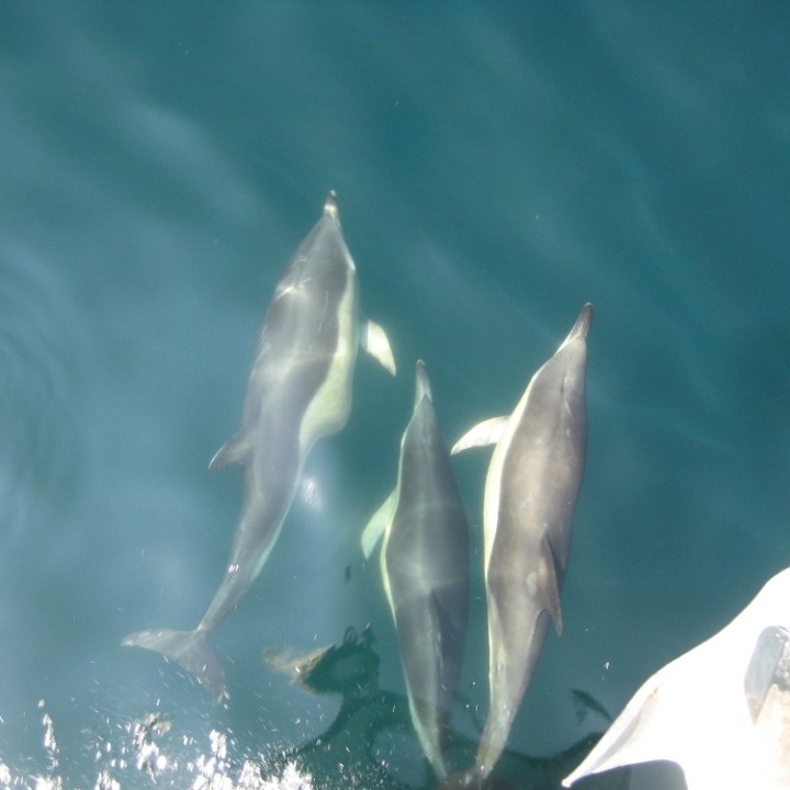 a dolphin jumping out of the water