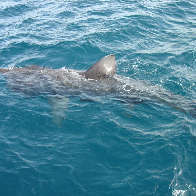 a fish swimming under water