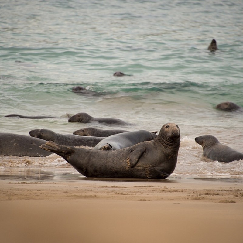 a seal on a beach near a body of water