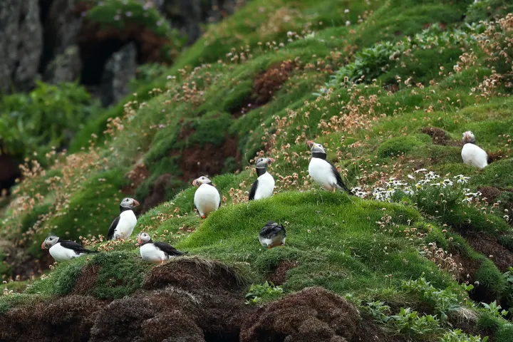 a flock of puffins standing on a grassy hill