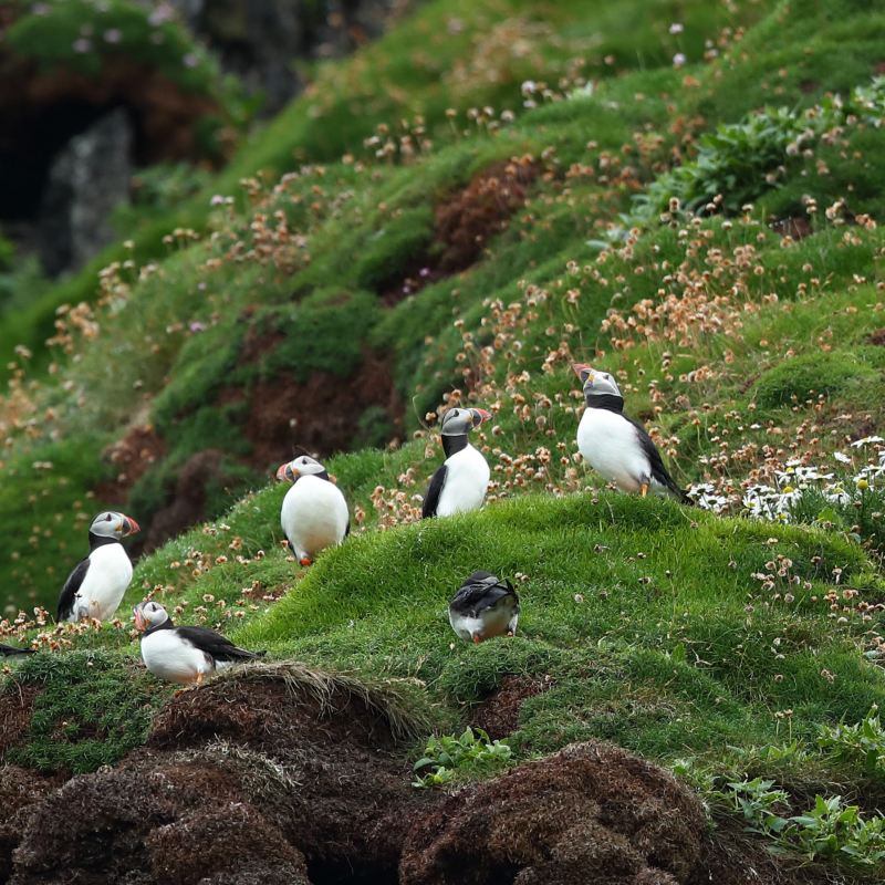 a flock of puffins standing on a grassy hill