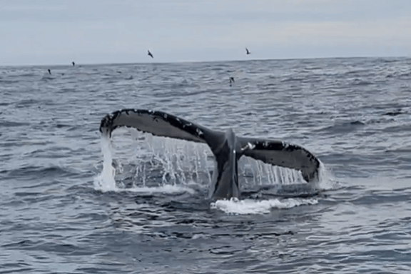 a whale jumping out of the water